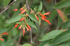 Woodfordia fruticosa